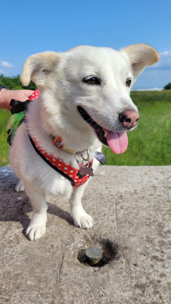 Lottie the dog